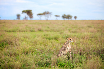 Wall Mural - Cheetah