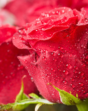 Macro Image Of Red Rose