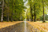 Fototapeta  - Autumn Road