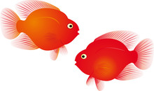 Red Parrot Fish Vector