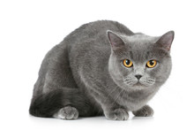 British Shorthair Grey Cat With Big Wide Open Orange Eyes