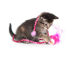 Fototapeta Zwierzęta - Cute tabby kitten with pink toy