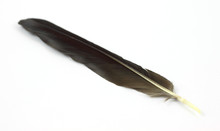 Black Bird Feather
