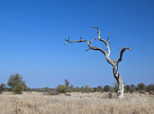 Landscape With Dead Tree  With Clear Blue Sky
