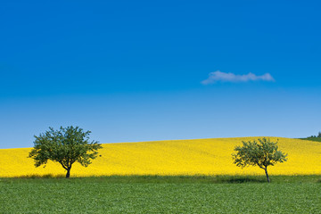 Poster - rape field