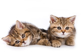 Fototapeta Koty - British kittens on white backgrounds
