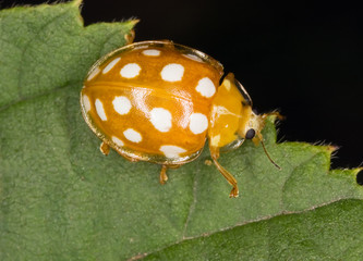 Poster - Calvia quatuordecimguttata. Macro photo.