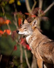 Wall Mural - Red Wolf