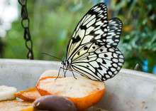 White Tree Nymph Butterfly Feeding On Apple In Captivity.