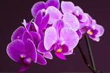 Fototapeta Storczyk - Pink Orchid flowers