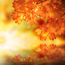 Abstract Autumn Maple Reflexion