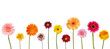 flower nature garden botany daisy bloom