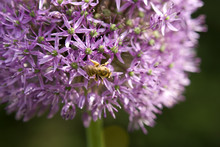 Onion Flower With Bee