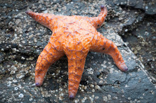 Orange Starfish On A Rock
