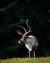 Wall Mural - Reindeer