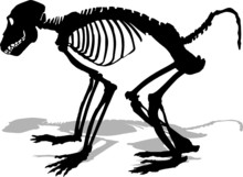Monkey Skeleton Vector