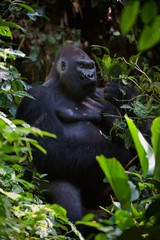 Canvas Print - Portrait of male Lowland Gorilla.