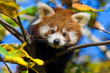 baby red panda