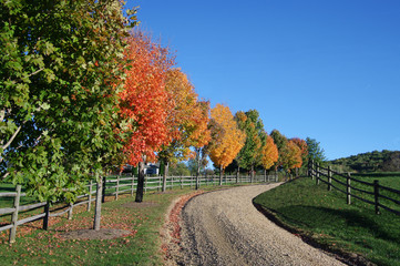 Wall Mural - Country Lane