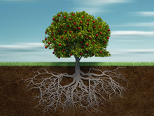 Conceptual Tree With Apple And Root