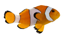Clownfish, Amphiprion Ocellaris, In Front Of White Background