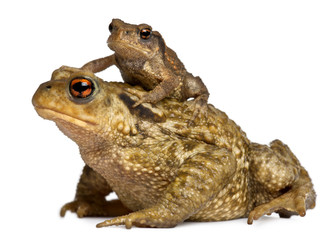 Wall Mural - Mother Common toad and her baby, bufo bufo