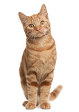 Fototapeta Koty - Ginger mixed breed cat, 6 months old, sitting
