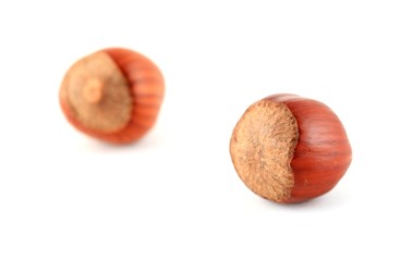 Hazelnuts against a white background