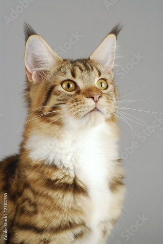 Chat Race Maine Coon Robe Brown Mackerel Tabby Et Blanc Buy This Stock Photo And Explore Similar Images At Adobe Stock Adobe Stock Chat Race Maine Coon Robe Brown Mackerel Tabby Et Blanc Buy This Stock Photo And Explore Similar Images At Adobe Stock Adobe Stock