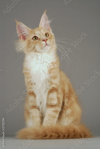 Chat Race Maine Coon Robe Creme Blotched Tabby Et Blanc Stock Photo Adobe Stock