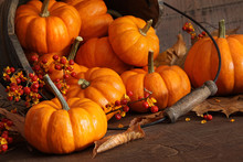 Small Pumpkins With Wood Bucket
