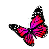 Fototapeta Motyle - The butterfly of crimson color
