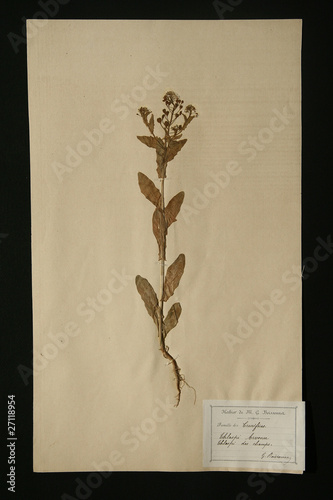 Herbier Crucifère Thsalpi Des Champs Buy This Stock Photo - 