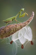Mantis on milkweed