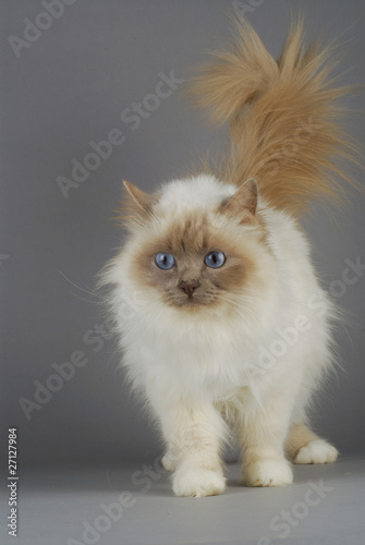 Chat Race Sacre De Birmanie Robe Lilac Point Stock Photo Adobe Stock Chat Race Sacre De Birmanie Robe Lilac Point Stock Photo Adobe Stock