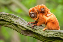 Cute Golden Lion Tamarin With Baby