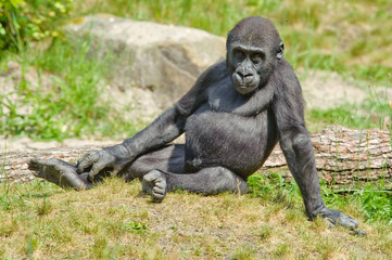 cute baby gorilla