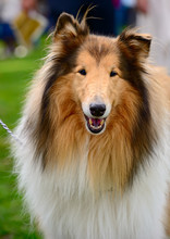 Portrait Of Sable And White Long-haired (Rough) Collie Dog