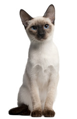Wall Mural - Thai kitten, 5 months old, sitting in front of white background