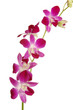 orchidea singapore