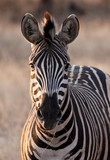 Fototapeta Konie - Zebra at dusk in low light eating dry grass