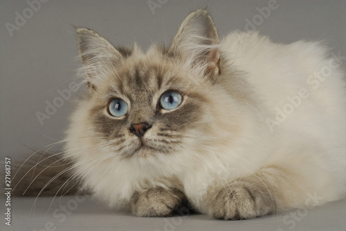 Chat Race Siberien Robe Neva Masquerade Bleu Tabby Stock Photo Adobe Stock