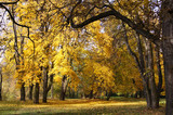 Fototapeta Krajobraz - Herbstspaziergang