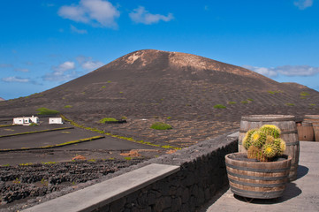 Barrels at Lanzarote Vineyards