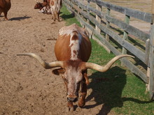 Texas Longhorn Cattle Team