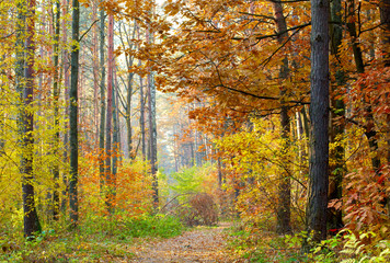 Wall Mural - Autumn in the park