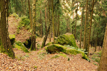 Canvas Print - Sandsteinfelsen im Wald - sandstone rock in forest 27