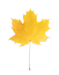 Wall Mural - Autumn maple leaf