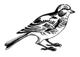 Fototapeta  - Linnet bird, sketch drawing