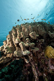Fototapeta Do akwarium - Coral and fish in the Red Sea.
